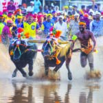 Kambala (buffalo race) competition