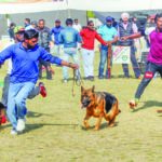 Dog show competition