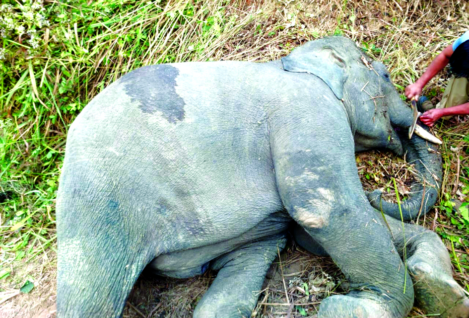Elephant attacked from B'desh side, found dead in Meghalaya - The Shillong  Times