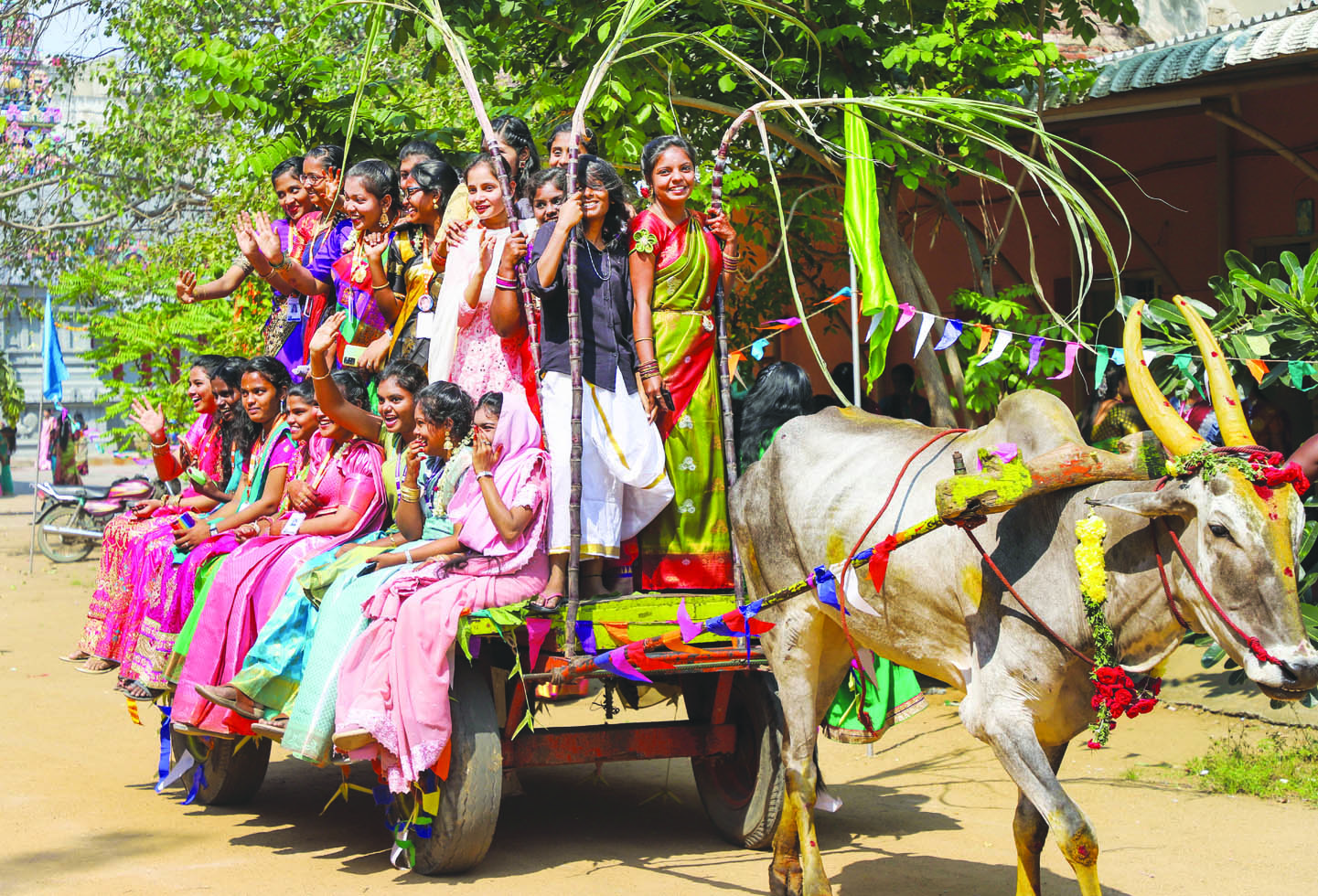 Pongal celebrations in Chennai The Shillong Times