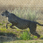 Cheetah