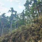 Betel nut trees across a section of farm land in Dadenggre constituency.