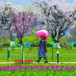 Tulip Garden all set to open for public