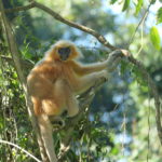 Golden Langur_Dr Bibhuti Lahkar