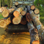 Timber