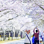 Cherry blossoms in Tomioka town