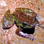 Frog in Meghalaya’s South Garo Hills district