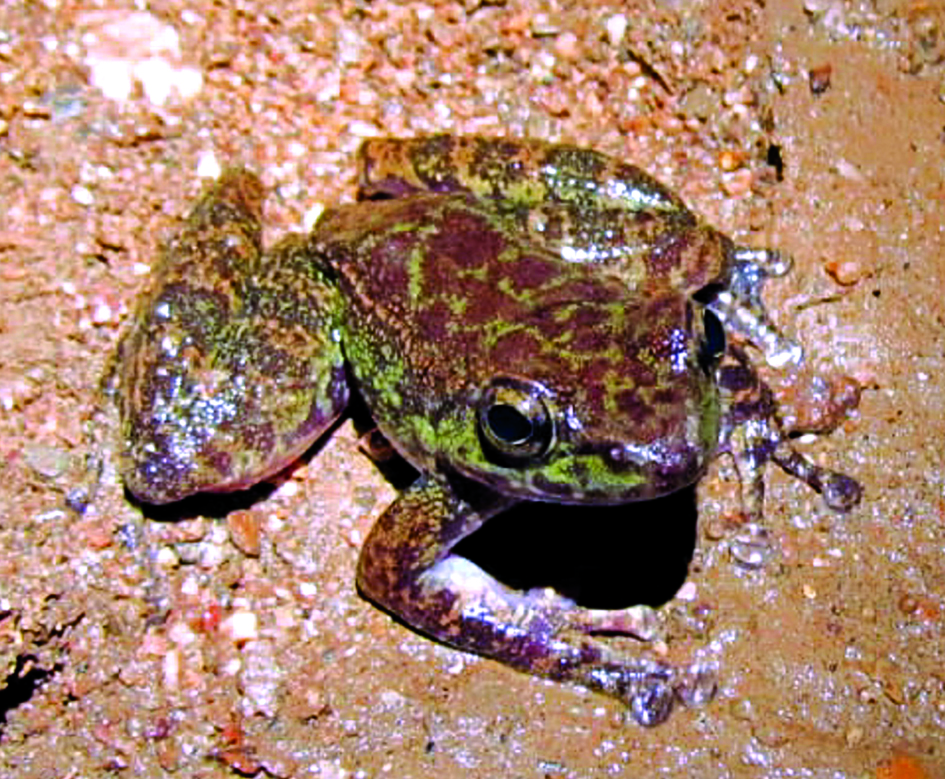 Yet Another New Frog Species Discovered In Siju Cave - The Shillong Times