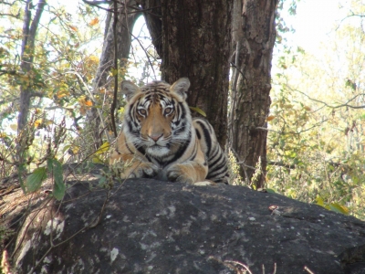 Tiger Mysuru - The Shillong Times