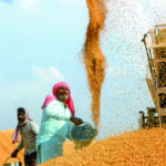 Wheat harvesting season