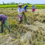 Agriculture: Paddy in Nadia