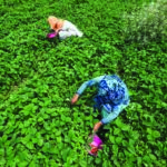 Srinagar-Strawberry Harvesting