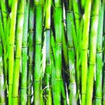 bamboo