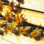 honeybees