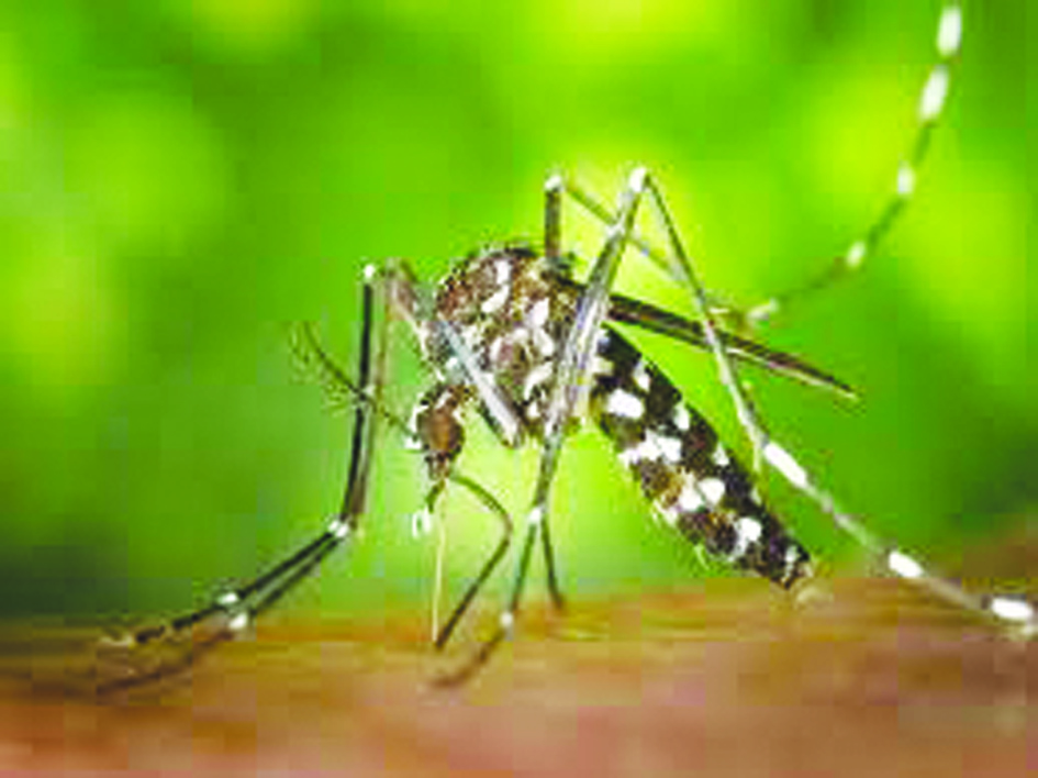 Conversations, community ties key to battling malaria in state: Study ...