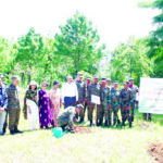 SAPLINGS P-3
