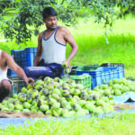 Mangoes spoiled due to rains in Bulandshahr