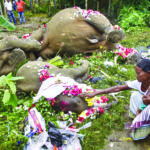 Three elephants killed due to electrocution