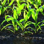 Soil
