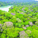 trees