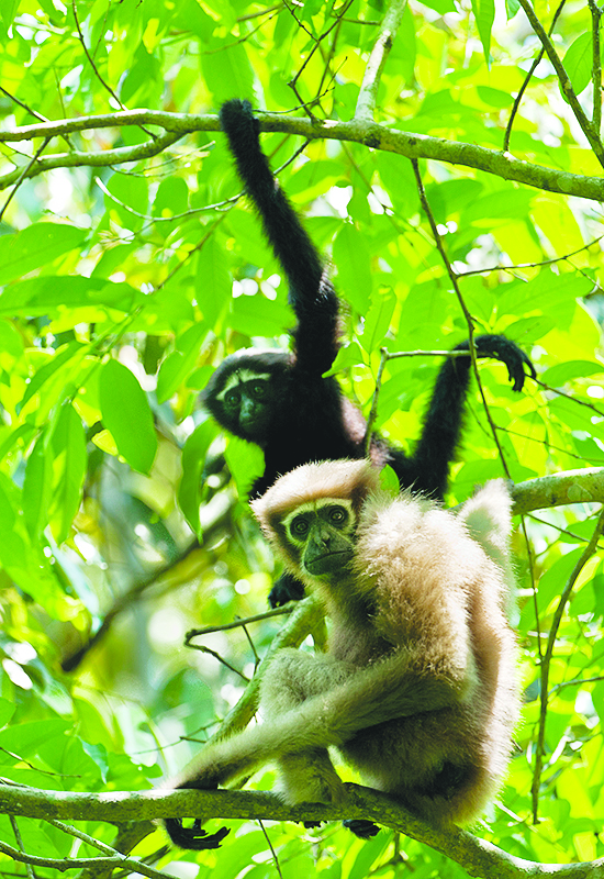 Meghalaya Coffee Producer To Help Conserve Western Hoolock Gibbon - The ...