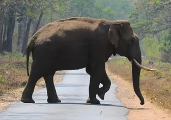 Elephant - The Shillong Times