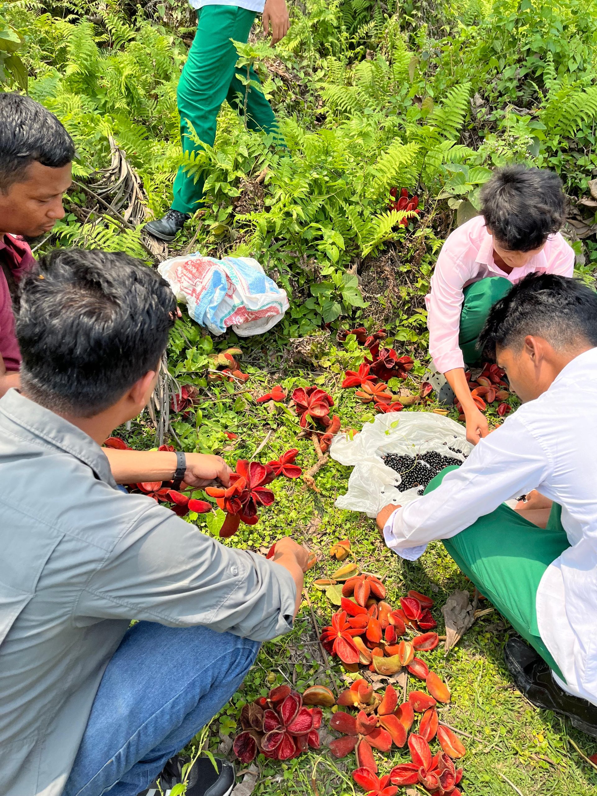 Seed Collection 1 - The Shillong Times