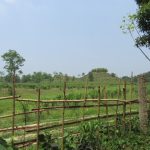 #4.0 Tea Garden from the temple fence
