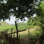 #5.0 Tea garden