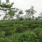 #6.0 Tea garden view