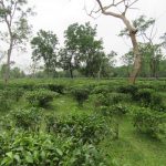 #7.0 Tea Garden View
