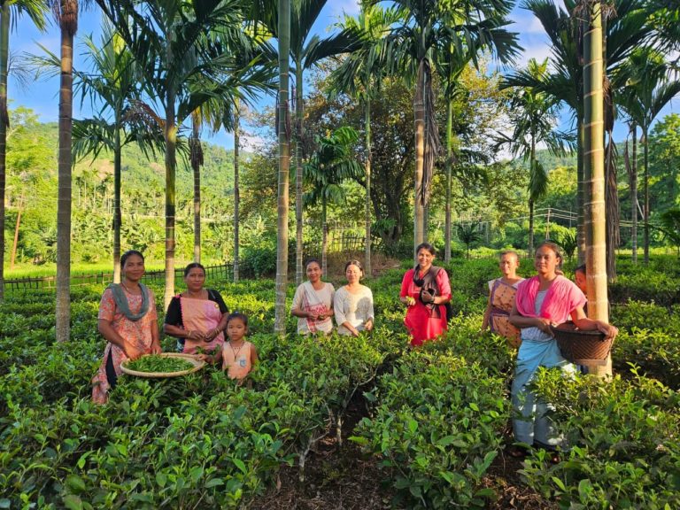 Tribal tea growers of Kaziranga-Karbi Anglong Landscape trained in handmade tea processing